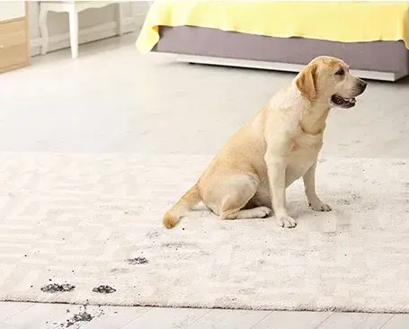Area Rug Stain | Floor Concepts